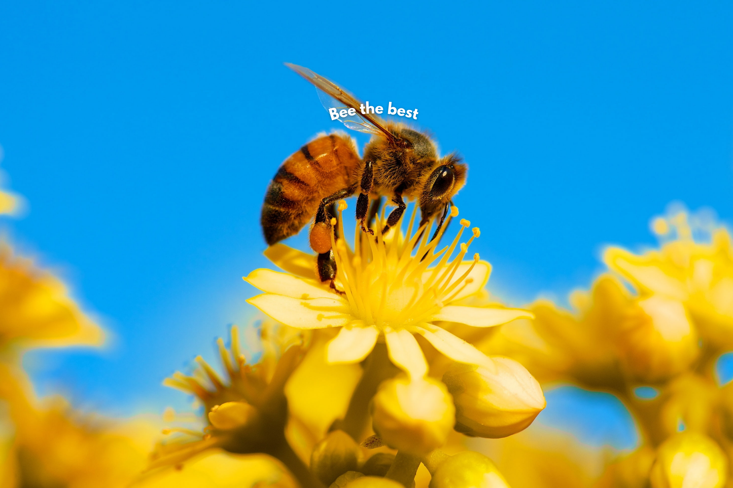 BEE THE BEST